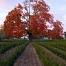 Comfort Maple Revisited